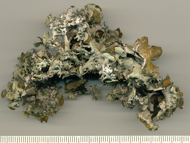 Parmotrema argentinum from Brazil, Paraná, Guaraqueçaba leg. R. Reis 390b (UPCB)